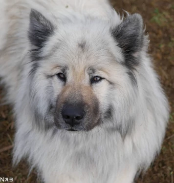 chien tenu au pied
